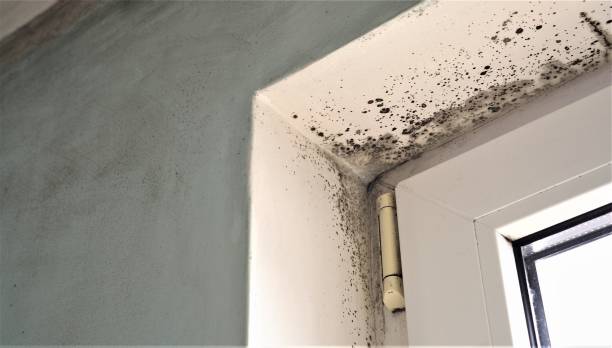 Best Commercial Mold Inspection  in West Slope, OR