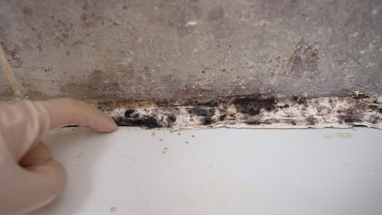 Environmental Consulting for Mold Prevention in West Slope, OR